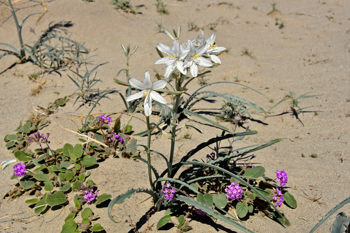 Desert Lily or Ajo Lily bulbs have been used for food by southwestern United States indigenous peoples. Hesperocallis undulata Desert Lily or Ajo Lily bulbs have been used for food by southwestern United States indigenous peoples. Hesperocallis undulata